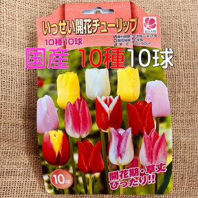 チューリップ球根いっせい開花 送料無料 10球 色 混合 国産 プランター栽培 地植え可能 育てやすい花　10~1月植え 3~4月開花　テープ巻球で色区別ができます