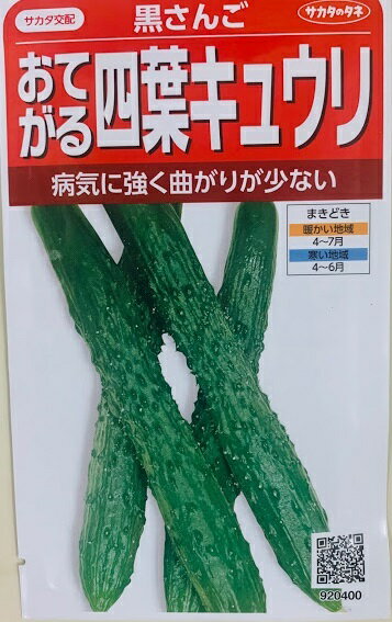 乐天商城 - 黒さんご 四葉キュウリ種 小袋 サカタのタネ サカタ交配