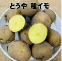 じゃがいも種芋 とうや1 キロ サイズL 味が良く近年人気 北海道産種 種馬鈴薯検査合格済