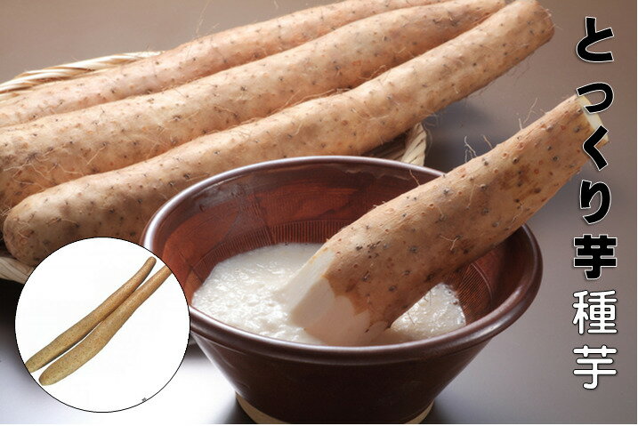 �Ƃ������ ��� 10�{ �Ƃ����̑�\�� ���n������ 70�`80�Z���` �鐫 �S��ɂ͉h�{�����L�x �ȈՍ͔|�����t���@�R��