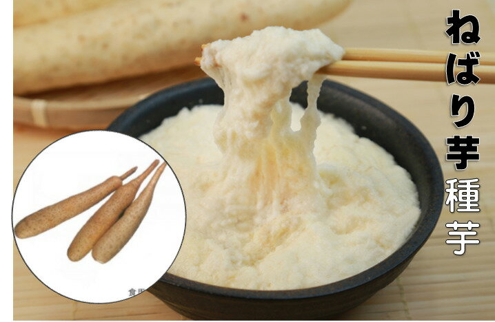 ねばり芋 10本 種芋 収穫時の長さ40〜50センチ 短形とろろ芋 つる性 4月植え10〜11月収穫 簡易栽培資料付きナガイモ群　山芋のサムネイル