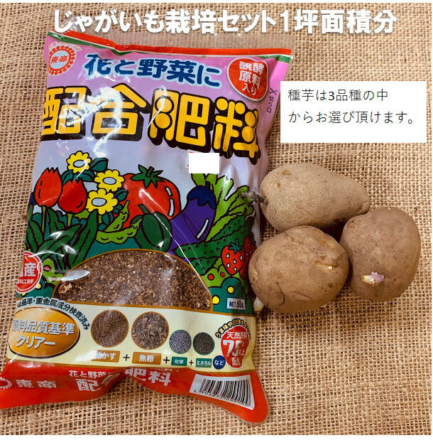 じゃがいも栽培セット 1坪面積分 種芋3コ＋配合肥料650g　種芋は男爵 キタアカリ　メークインの中から1種類お選びください　栽培用馬鈴薯種