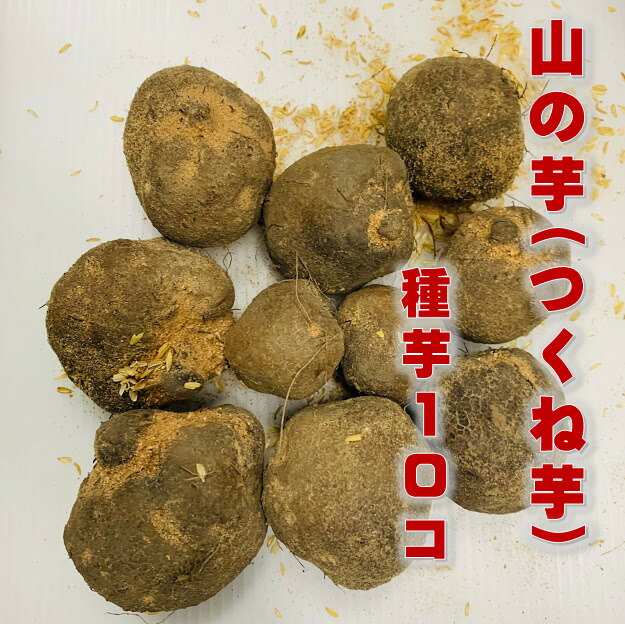 山の芋 つくね芋 種芋 10コ 秋田県産 苗 滋養強壮 老化予防など栄養価は豊富