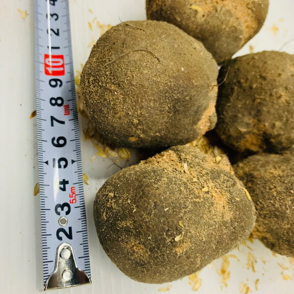 1/���ܰʹ�ȯ��ͽ�� ���ΰ�ʤĤ��Ͱ�˼�� 10�� ���ĸ��� �ġ����ܶ��� Ϸ��ͽ�ɤʤɱ��ܲ���˭��