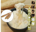 ねばり芋 100本 収穫時の長さ40〜50センチ 短形とろろ芋 つる性 4月植え10〜11月収穫 簡易栽培資料付きナガイモ群　山芋