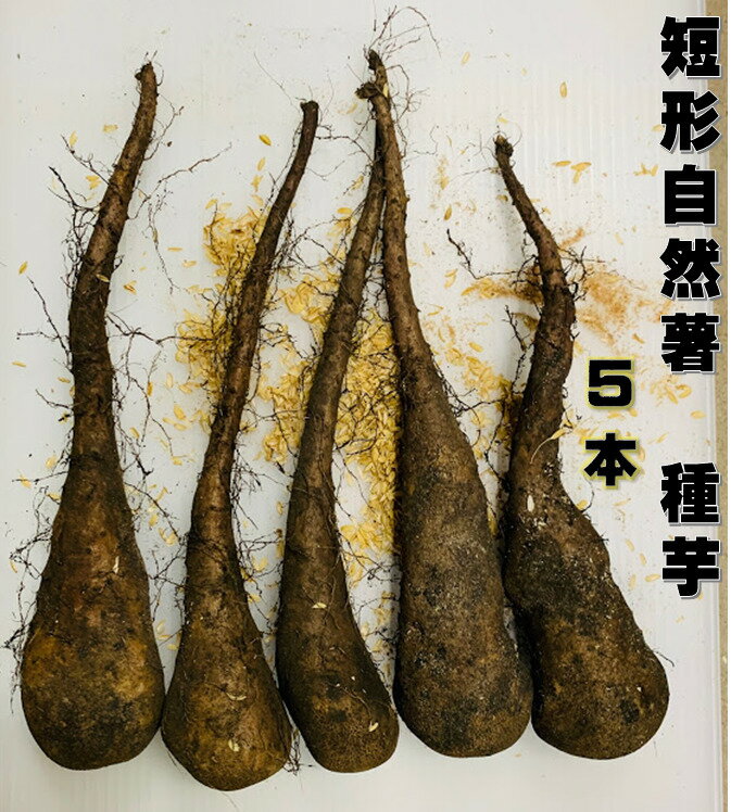 短形自然薯 種芋 5本入 収穫時の長さ40〜50センチ 短めで収穫がしやすい...