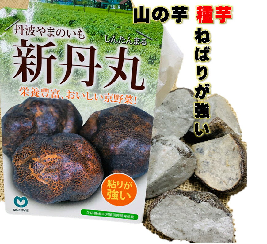 新丹丸 種芋5片入(切芋）粘りは格別 とろろ芋・揚げ物などに 4〜5月植え　10〜11月収穫　山の芋(つくね芋） 種芋のサムネイル
