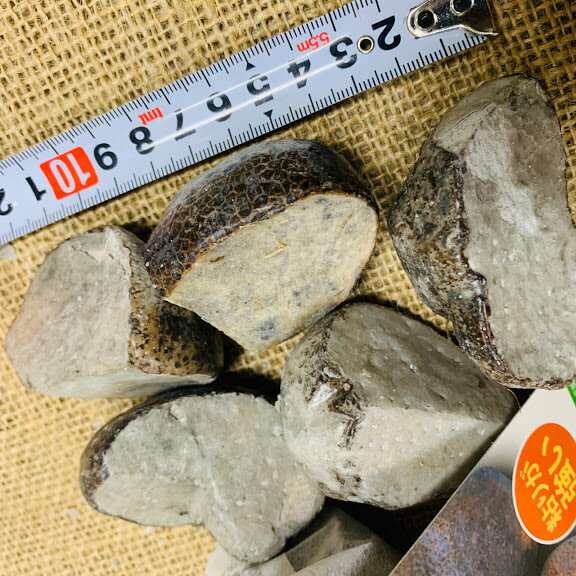 2/����ȯ�� ��ð�� ���5����(�ڰ��Ǵ��ϳ��� �Ȥ������Ȥ�ʪ�ʤɤ� 4��5�����10��11����ϡ����ΰ�(�Ĥ��Ͱ�� ���