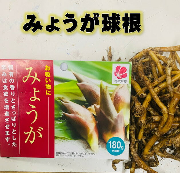 みょうが 球根 苗 180g入（充填時） 約15苗分　 3〜5月植え　7〜8月収穫　反日陰を好む　栽培説明付き　プランター栽培可