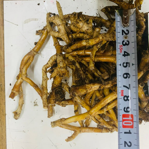 3/���ܡ�ȯ��ͽ�� �ߤ礦�� �庬 �� 150g���ʽ�Ŷ���� ��7��10��ʬ�� 3��5�����7��8����ϡ�ȿ�����򹥤ࡡ���������դ����ץ�󥿡����ݲ�