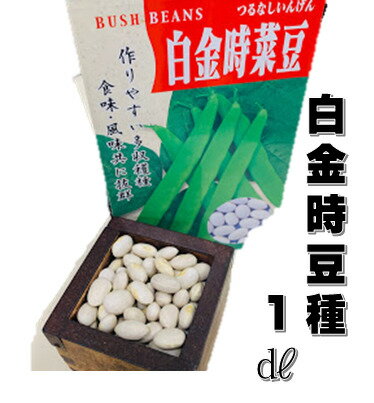 白金時豆 種　1デシリットル　約100粒　つるなしインゲン　菜豆