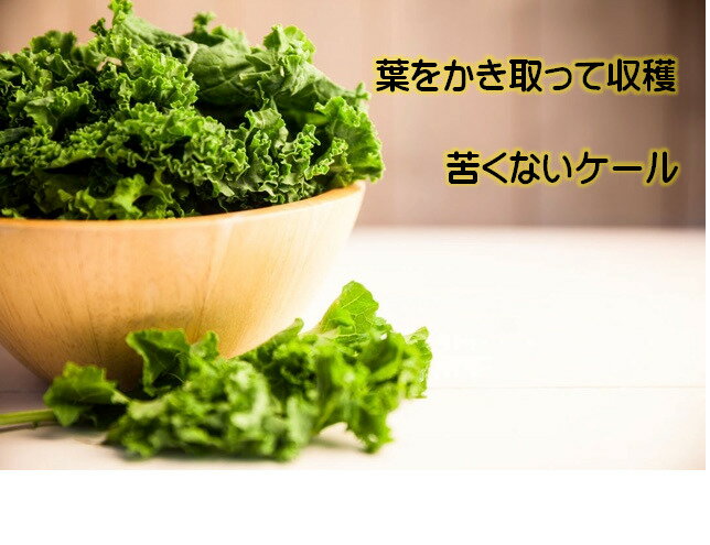 楽天市場 サラダケール苗 カーリーグリーン 3苗セット 9ｾﾝﾁﾎﾟｯﾄ入り 珍しい野菜苗 3 4月 ９月植付 ５ ７月 10 12月収穫 春 秋栽培可能 荒川種苗 楽天市場店