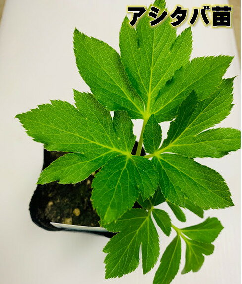 アシタバ苗 9センチポット 健康野菜苗　春植え　6〜10月頃収穫　あしたば　明日葉　セリ科　セリに似た香り　栽培状況により植え付けから3〜5年の収穫が可能