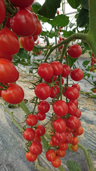 ミニトマト苗 実生苗 8か9センチポット 家庭菜園 おすすめ 初心者 甘い 鉢植えOK