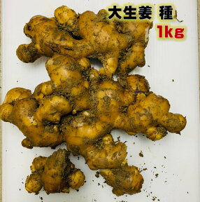 大生姜 種 1キロ 植え付け約10〜15箇所分　種生姜 長崎県産　しょうが　苗　国産　　4/下〜5/下植え付け　10〜11月収穫　（葉生姜は7〜8月収穫）