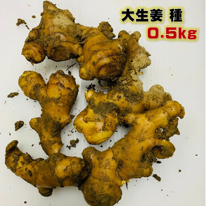 大生姜 種 0.5キロ 植え付け約5〜8箇所分　種生姜 長崎県産　しょうが　苗　国産　　4/下〜5/下植え付け　10〜11月収…