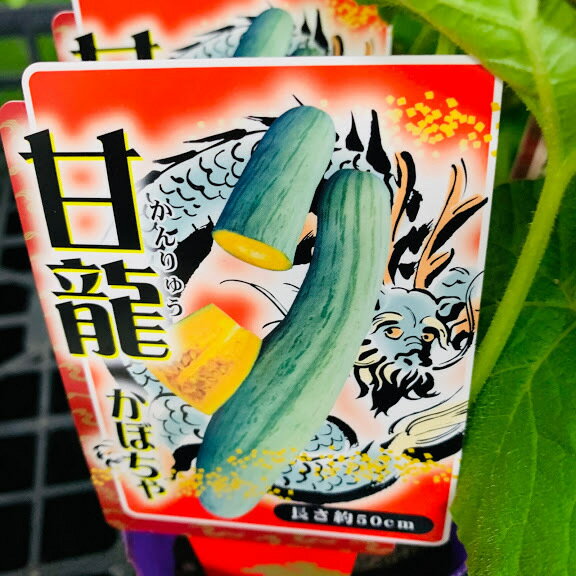 甘龍カボチャ苗　白長カボチャ　細く皮は薄めで調理しやすい 粉質で甘く美味しい　...