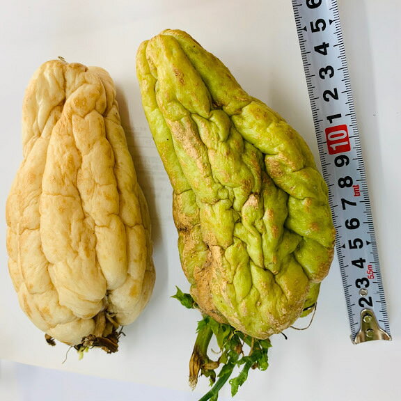 �ϥ�ȥ��� �� �ġ��򡡵庬���ġ��Ĥ�����ʪ��10��11��