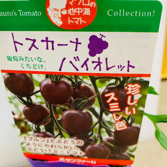 トスカーナバイオレットミニトマト苗...