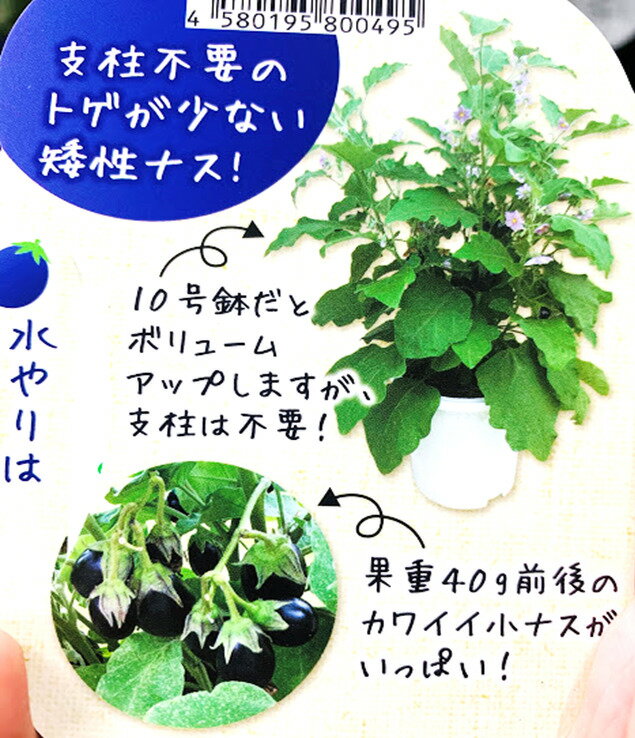 その名の通り手をいれず ありのままに育てる ナス苗 最大61 オフ そのまんまdeナス 品種名 ナスがママ 支柱不要の小なす苗 9ｾﾝﾁﾎﾟｯﾄ ベランダ プランター 栽培可 鉢 実生苗