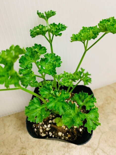パセリ苗　9センチポット　あると便利！　7〜8枚に葉を残して随時収穫を　サラダ　付け合わせに　鉢植..