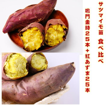 サツマイモ苗　挿し穂　定番品種　紅あづま＆鳴門金時　苗50本（各25本）食べ比べセット　 6月下旬頃まで出荷OK　　植え付けから120〜140日後収穫