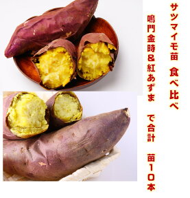 サツマイモ苗 紅あずま 鳴門金時 合計10本 なるよう選択してください。※5本単位　挿し穂定植後120〜150日後収穫　定番品種　食べ比べ