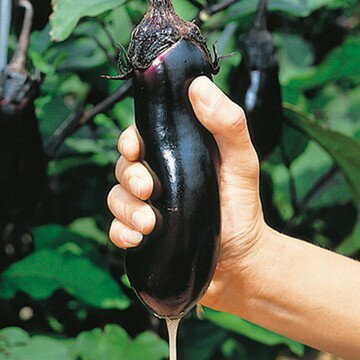 水ナス接木苗 9センチポット　お漬物　浅漬けに　茄子　品種名 みず茄子（タキイ種...