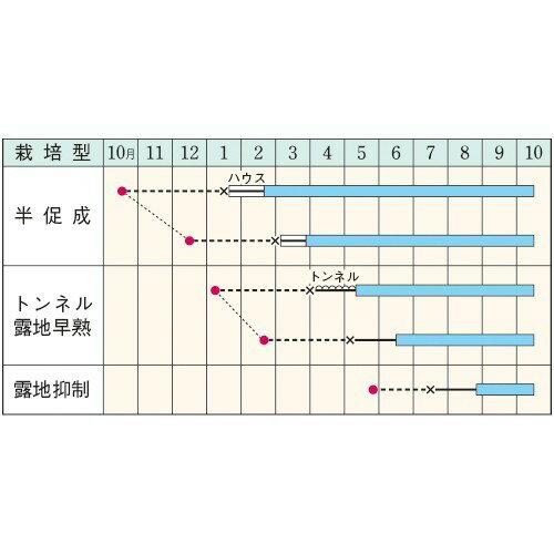 水ナス接木苗 9センチポット　お漬物　浅漬けに　茄子　品種名 みず茄子（タキイ種...