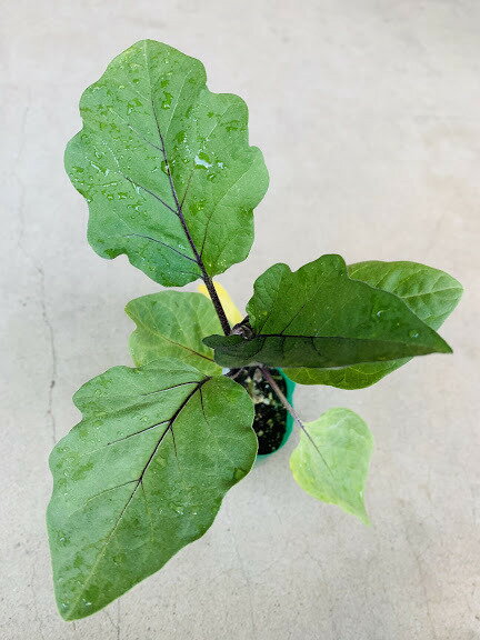 水ナス接木苗 9センチポット　お漬物　浅漬けに　茄子　品種名 みず茄子（タキイ種...