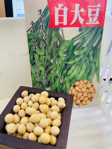 大豆 種（白大豆)1デシリットル　約180粒　5~6月まき　9~10月収穫 品種名：フクユタカ