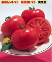 トマト苗 桃太郎トマト実生苗　12センチポット　大玉トマト　作りやすい　甘い　家庭菜園　育てやすい