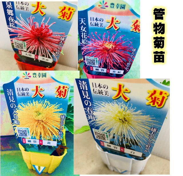 細管 大菊苗 4色 7.5センチポット　秋開花