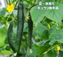 きゅうり苗 接木 キュウリ 夏植え 秋キュウリ 野菜苗 夏秋