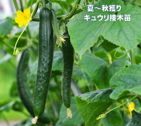 きゅうり苗 接木 キュウリ 夏植え 秋キュウリ 野菜苗 夏秋