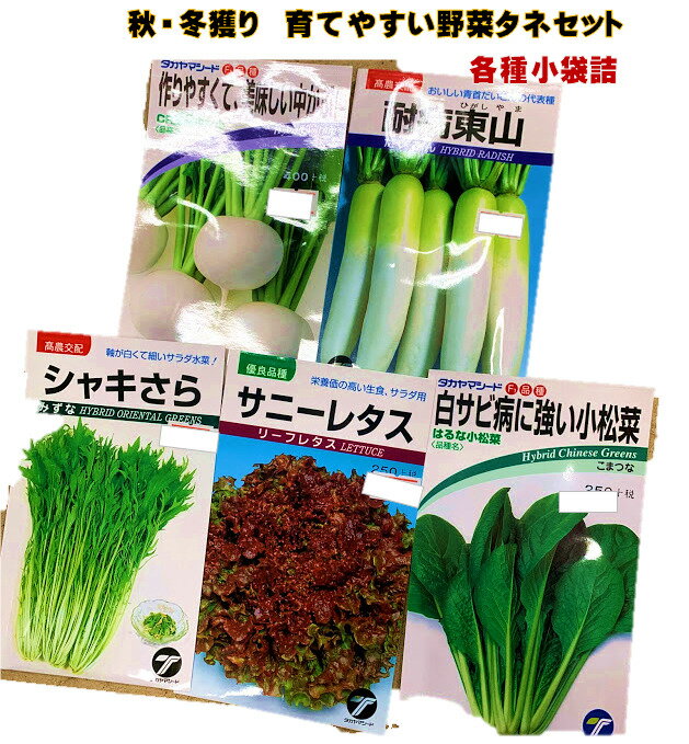 秋冬野菜 育てやすい野菜のタネ5種セット　各種小袋詰　家庭菜園　9〜10月まき　10〜2月収穫　秋まき野菜　ダイコン、小カブ、ミズナ、コマツナ、サニーレタス