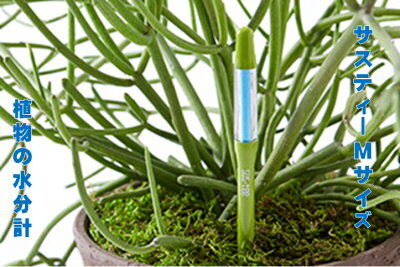 ベンジャミンがスカスカになってしまう原因とは 復活方法はある Botanica ベンジャミンがスカスカになってしまう原因とは 復活方法はある Botanica