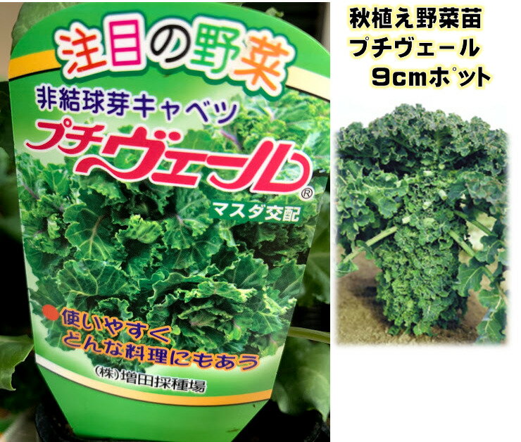 プチヴェ—ル苗 9センチポット 1苗 非結球芽キャベツ 秋冬野菜苗　メーカー マスダ採種場　栄養価豊富　プチべ—ルのサムネイル