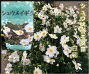 シュウメイギク苗 白花 3.5号ポット 秋明菊 8、9、10...