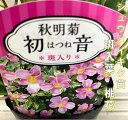 シュウメイギク苗 桃花 初音 3.5号ポット 秋明菊 斑入葉...