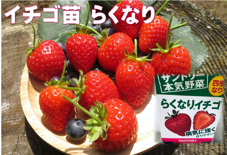 イチゴ苗 らくなり 9センチポット 1苗 四季成り サントリーフラワーズ本気野菜イチゴ苗 10〜11月植え 5〜6月収穫　いちご