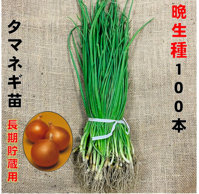 在庫限り玉ねぎ苗 晩生種 白100本 5/下〜6/上旬頃収穫品種 小面積栽培用 普通玉葱 家庭菜園向き　タマネギ苗