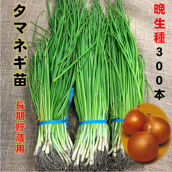 玉ねぎ苗 300本 白 定番種 晩生 6/上中旬頃収穫品種 長期貯蔵品種　吊って保管に最適品種　品種名ネオアース、もみじ3号