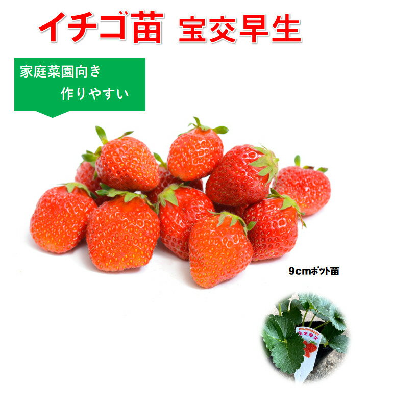 イチゴ苗 宝交早生 9センチポット 家庭菜園ならこの品種 果肉は柔らかく多汁 いちご苗 栽培 5〜6月収穫 プランター栽培OK いちご 栽培　露地栽培用　初心者向き