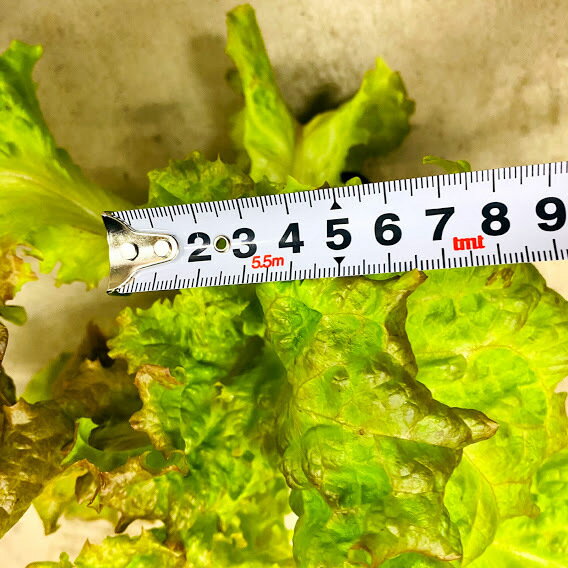 ���ˡ��쥿���� �꡼�ե쥿���� ���ռ���ո���30���夯�餤����Ŧ�߼����ϲ� ���������ġ��ץ�󥿡�����ȭ������ 7.5������ݥå�or9������ݥå�