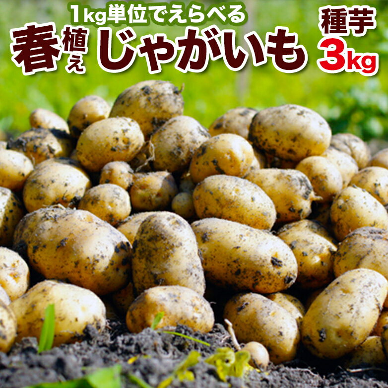 タキイ種苗 ソラマメ 仁徳一寸 1L