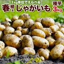 2月28日まで100円OFF じゃがいも 種芋 3kg 男爵 キタアカリ メークイン とうや 合計3キロになるように選択 北海道産検査合格済馬鈴薯種 タネイモ M、Lサイズ