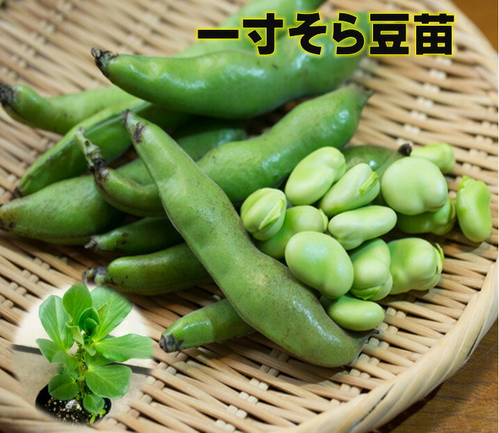 そら豆苗　9センチポット苗 一寸そら豆　1苗（1芽入り）　ソラマメ　5〜6月収穫のサムネイル