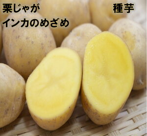 インカのめざめ種芋 1キロ サイズ混玉 種馬鈴薯検査合格済 じゃがいも種芋青森県、北海道産