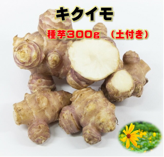 キクイモ 種芋 300g 土付き 植え付け約8〜10株分 煮物・サラダ・炒め物などに　菊芋 健康野菜球根